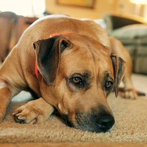 Meet your Posher, Sally